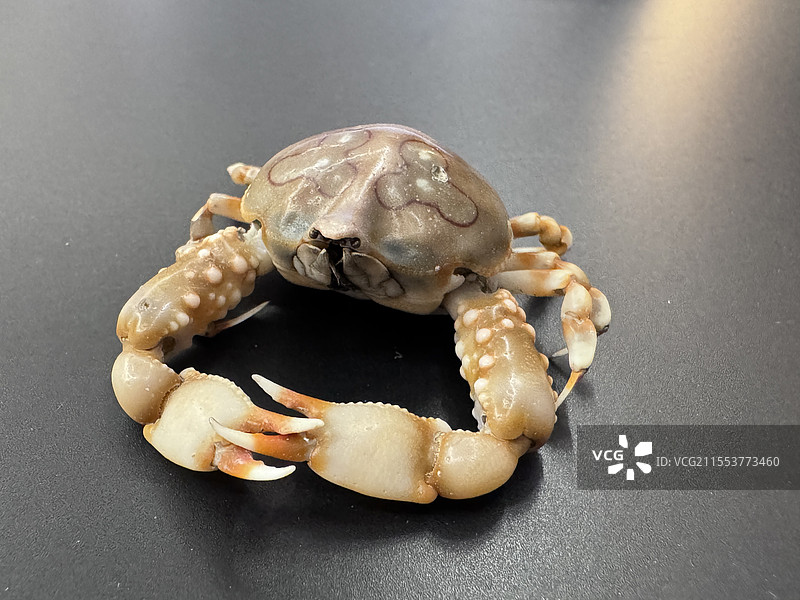 帝王蟹幼崽图片素材