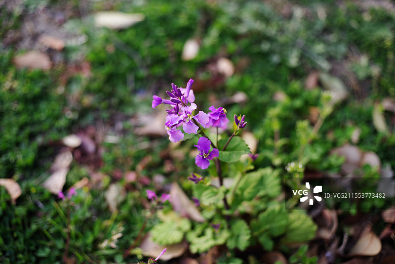花，宾得大公主拍摄图片素材