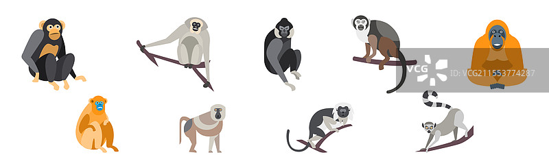 不同种类的长尾猴子动物组合图片素材
