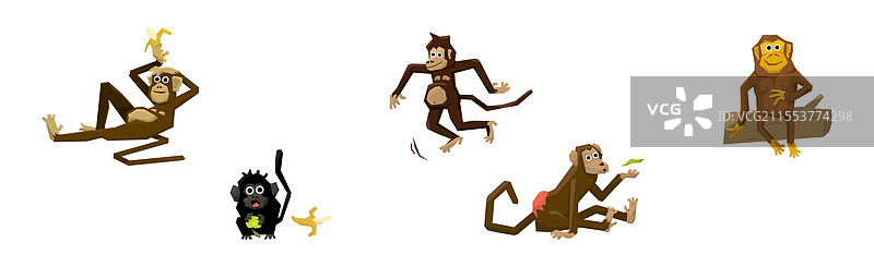 不同种类的长尾猴子动物组合图片素材