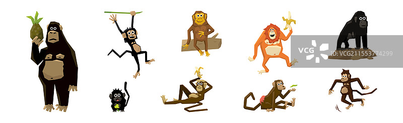 不同种类的长尾猴子动物组合图片素材