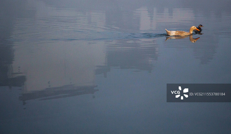 穿行在古民居倒影中的鸭子（宏村南湖）图片素材