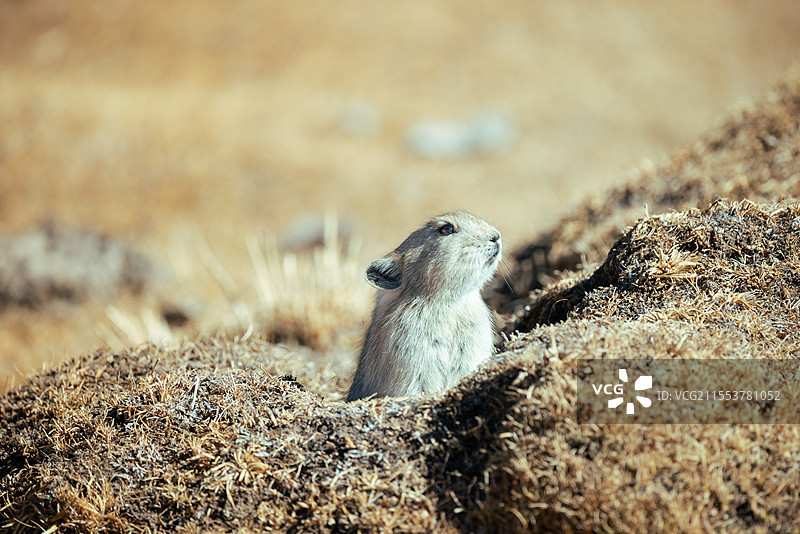 高原鼠兔  鼠兔图片素材