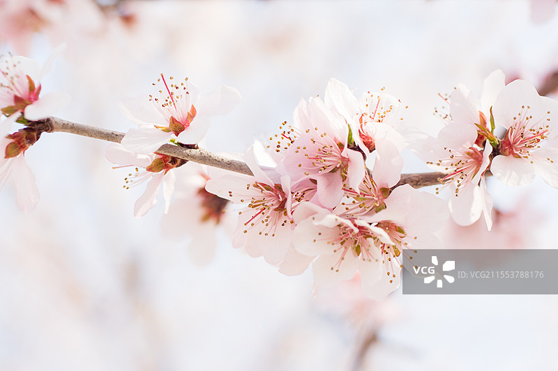 春天里盛开的粉红色桃花，植物花卉微距特写，春天自然风光，户外生态，春季春分清明图片素材