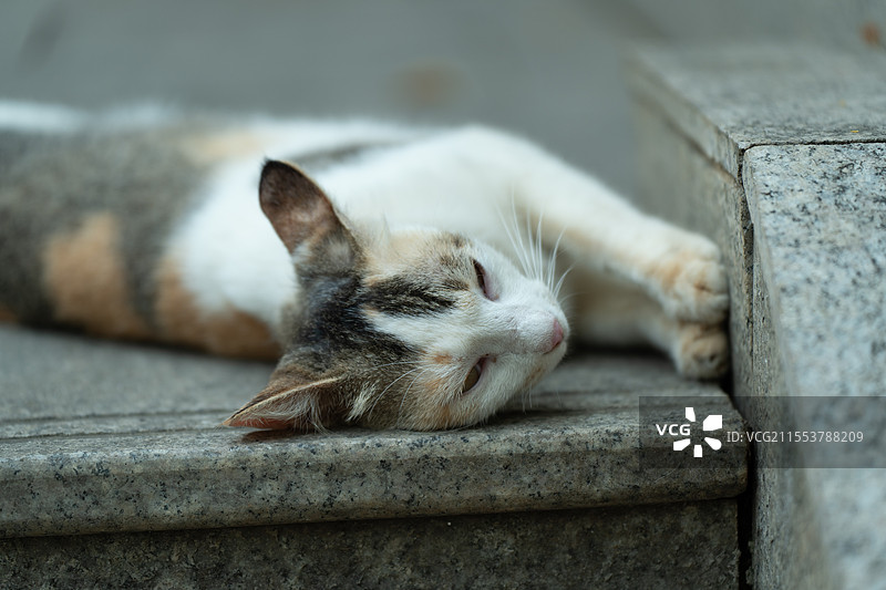 台阶上休息的三色猫图片素材