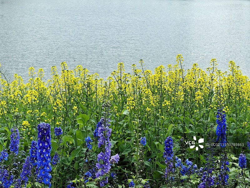 春意盎然图片素材