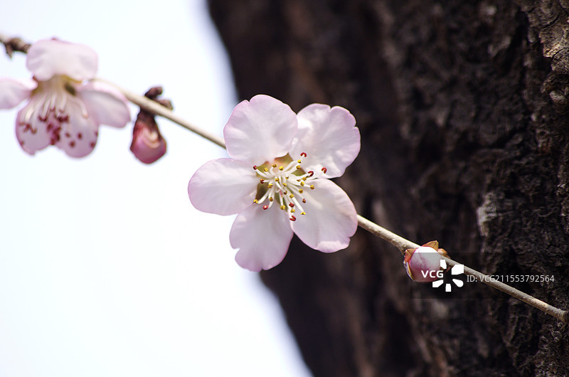 初春梅花特写图片素材
