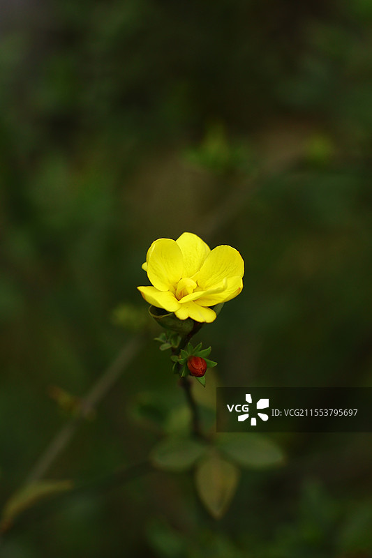 野迎春图片素材