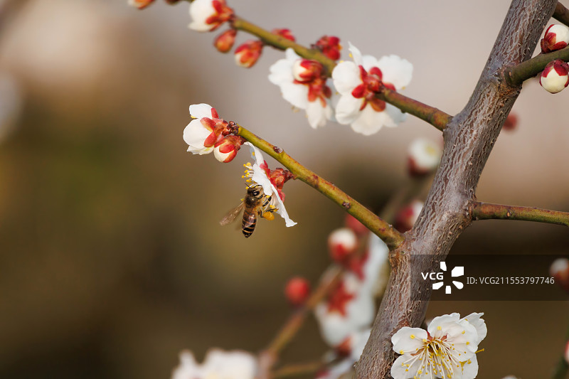 蜜蜂在杏花上采蜜图片素材