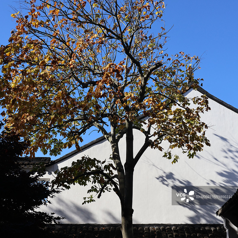 苏州天平山银杏图片素材