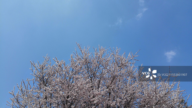 永祚寺樱花图片素材