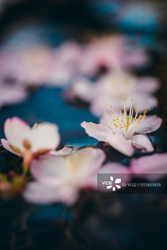 樱花落图片素材