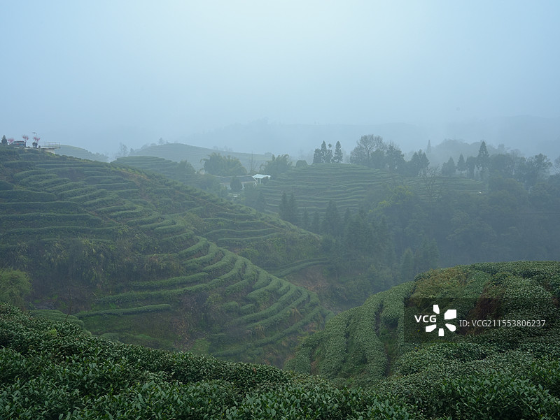 2024年3月9日，四川省雅安市，遍山的茶树开出嫩芽，形成大地指纹图片素材