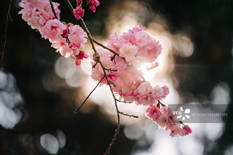春天赏樱花图片素材