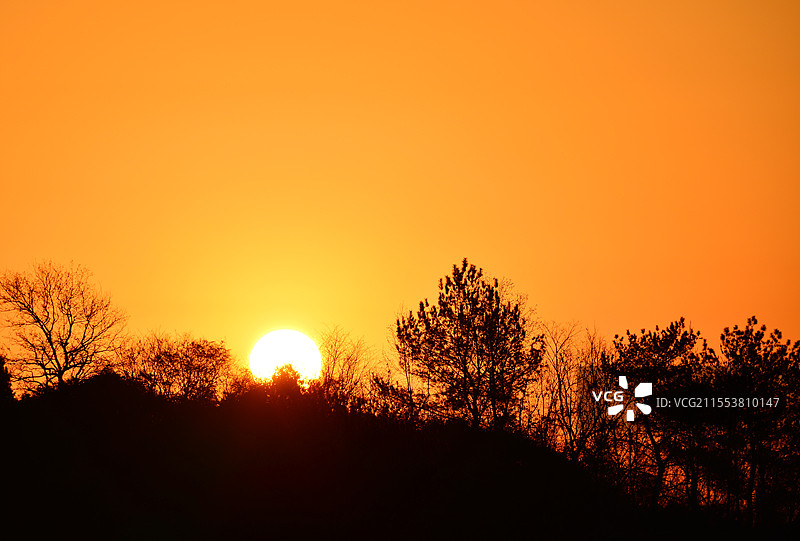 小树林日出图片素材
