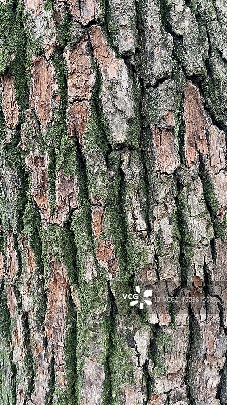 长有苔藓的树皮图片素材