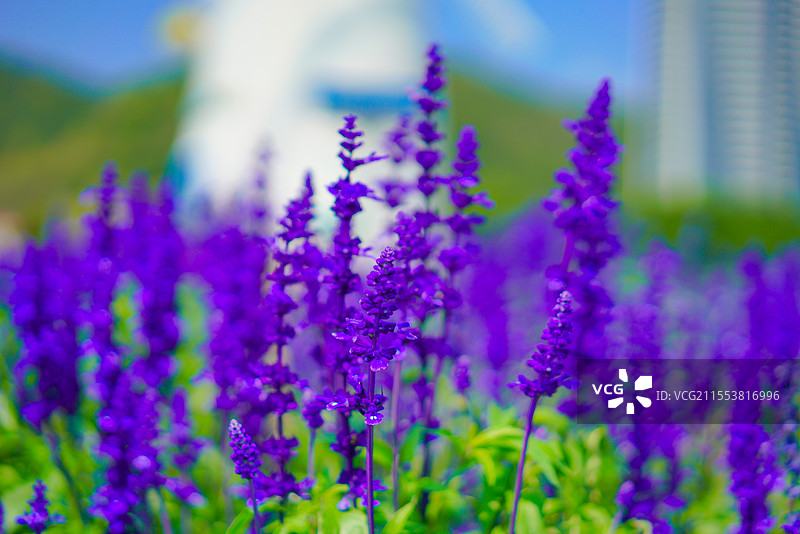 中国广东省深圳市大鹏，玫瑰海岸，妇女节春日美景！图片素材