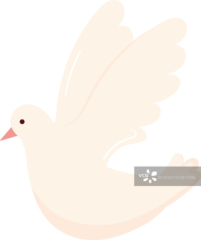 白鸽图片素材