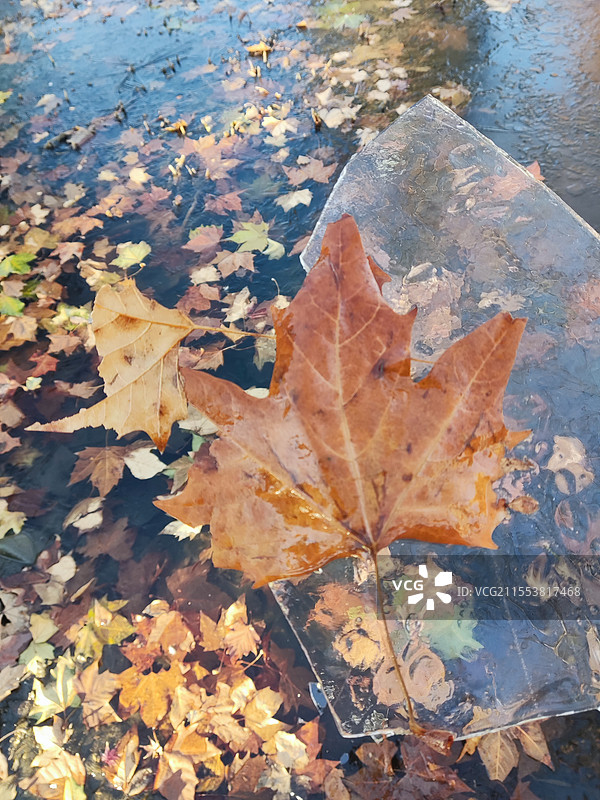 寒冷的冬天，梧桐叶子被冰冻在冰里，冰中的梧桐叶图片素材