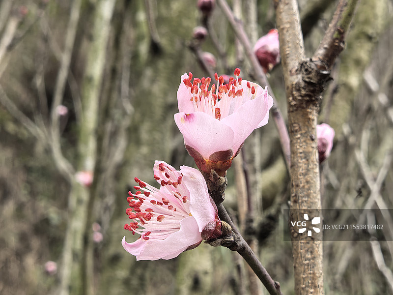 早春枝头桃花初绽图片素材