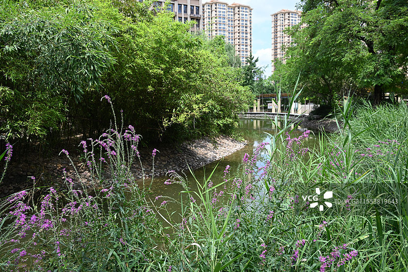 夏季的紫晶公园图片素材