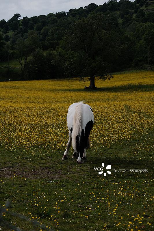 马儿在开满鲜花的草地上图片素材