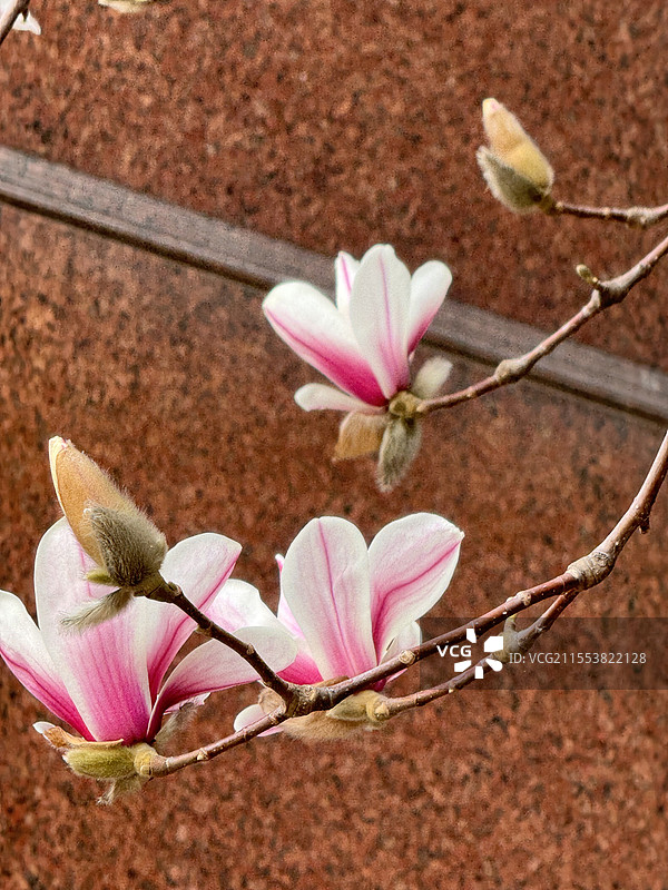 玉兰花·中国现代文学馆图片素材