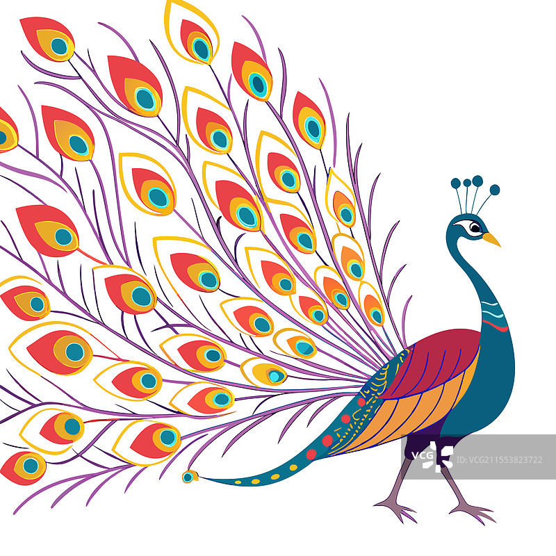 色彩斑斓的孔雀卡通宠物动物设计图片素材
