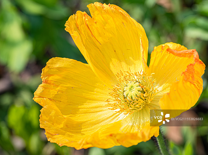 虞美人 花朵特写 花瓣花蕊花柱 罂粟科罂粟属植物 绽放的花朵 上海浦东世纪公园春季植物纪实图片素材