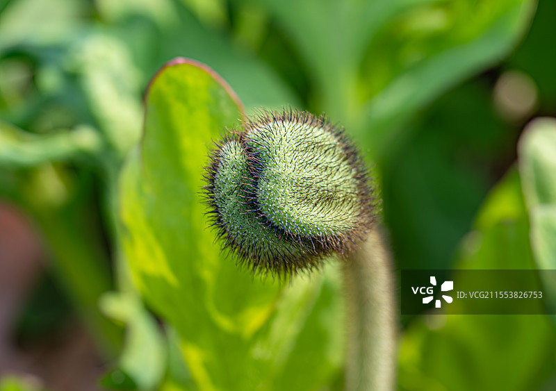 虞美人 花苞特写 表面布满刚毛 罂粟科罂粟属植物 绽放的花朵 上海浦东世纪公园春季植物纪实图片素材