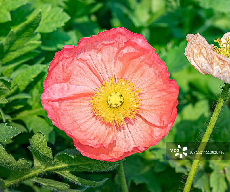虞美人 花朵特写 花瓣花蕊花柱 罂粟科罂粟属植物 绽放的花朵 上海浦东世纪公园春季植物纪实图片素材