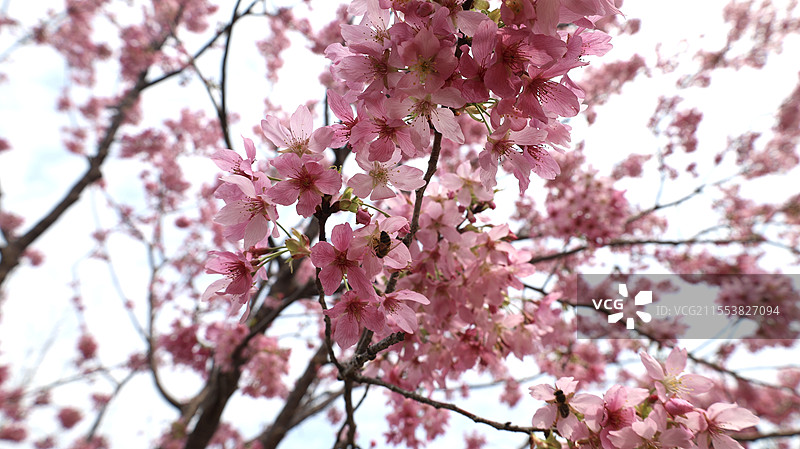 南昌凤凰沟樱花图片素材