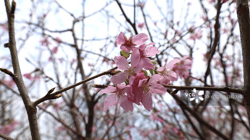 南昌凤凰沟樱花图片素材