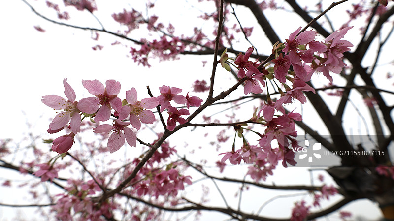 南昌凤凰沟樱花图片素材