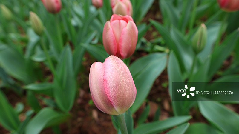 南昌凤凰沟郁金香图片素材