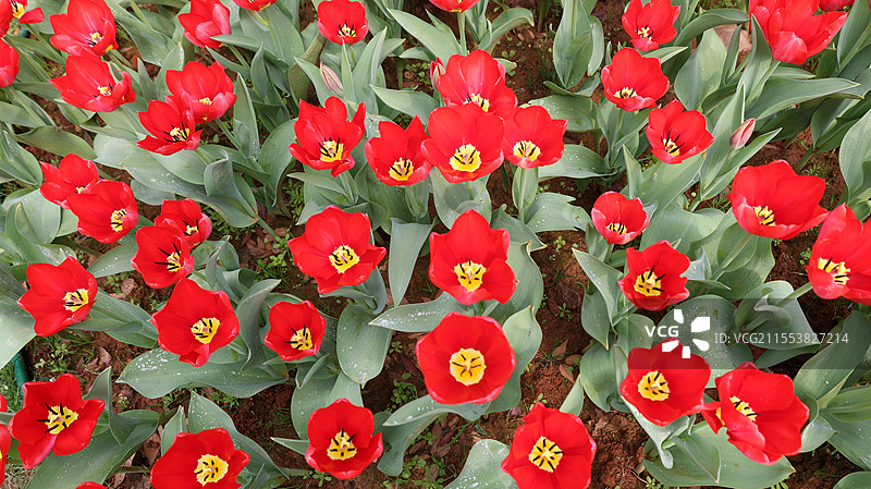 南昌凤凰沟郁金香图片素材