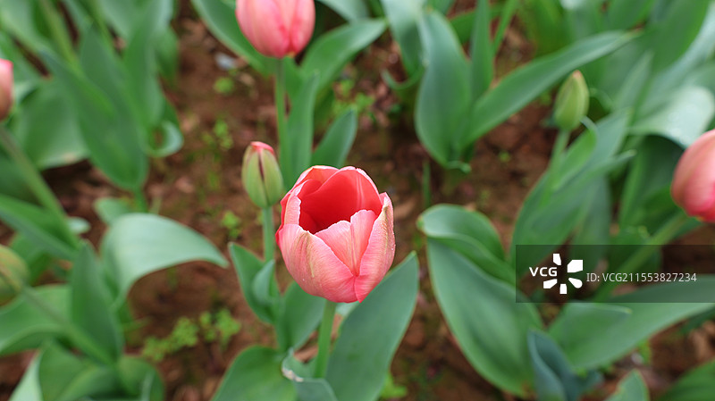 南昌凤凰沟郁金香图片素材