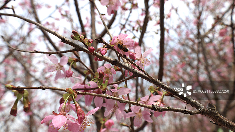 南昌凤凰沟樱花图片素材
