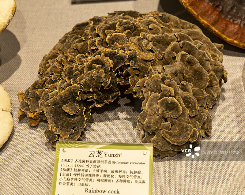 云芝 中药材图片素材