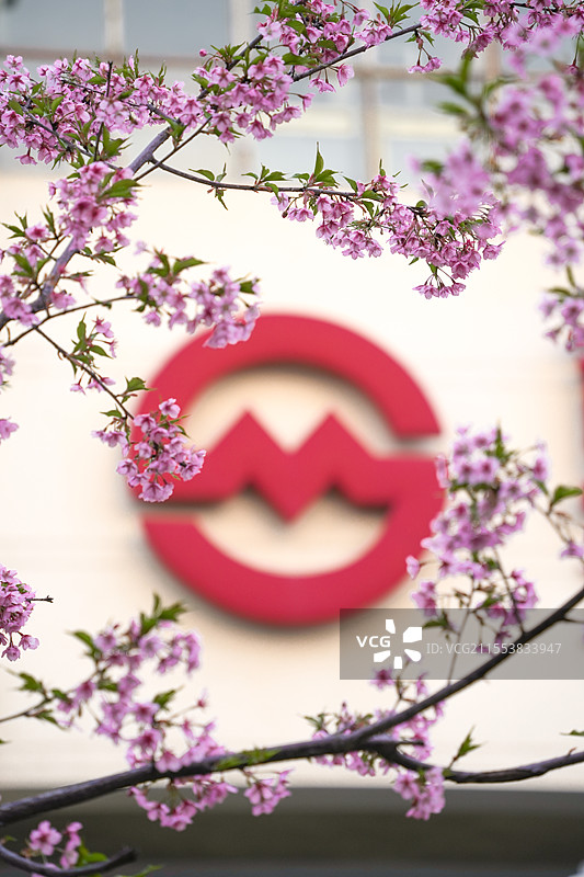 上海闸北区彭浦新村地铁站车站公园春天早樱花景观图片素材