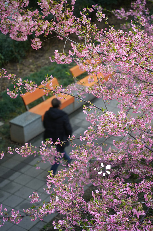 上海闸北区彭浦新村地铁站车站公园春天早樱花景观图片素材