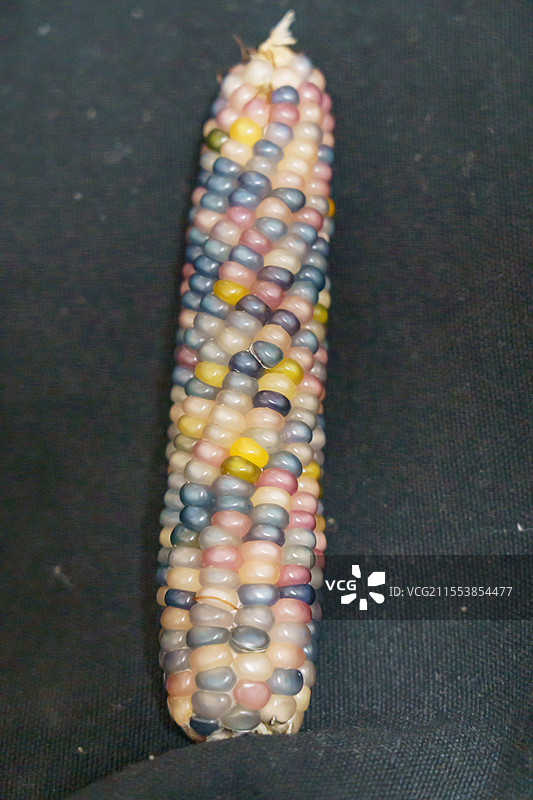 文玩玉米彩色多彩手把件小玉米迷你玉米图片素材