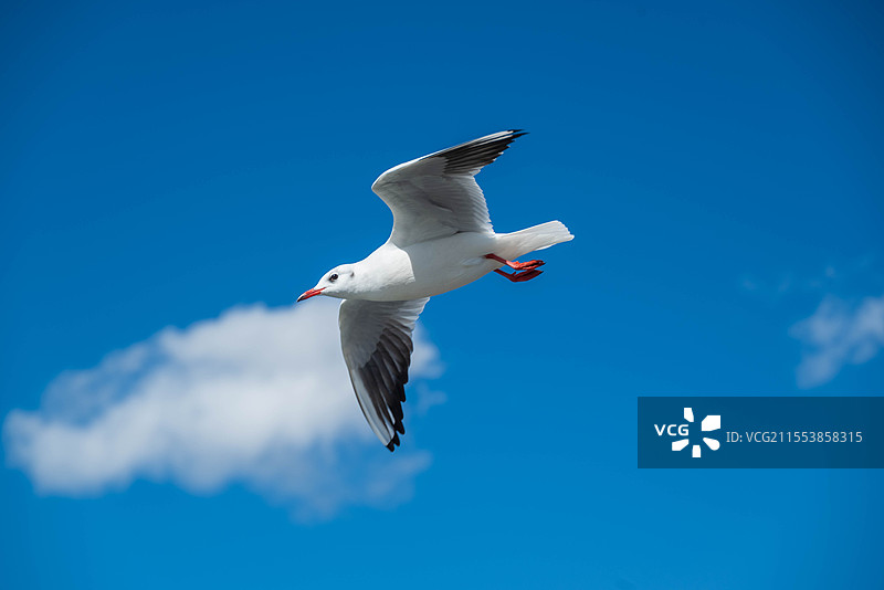 昆明红嘴鸥图片素材