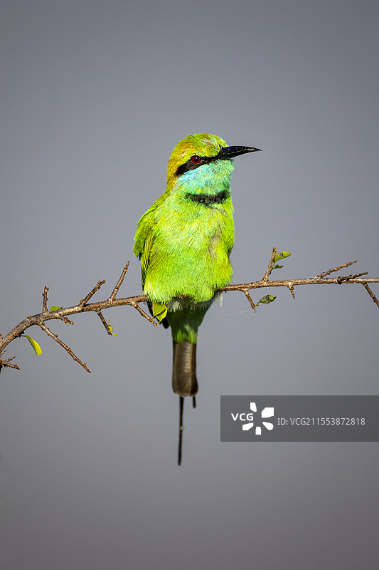 绿喉蜂虎特写图片素材