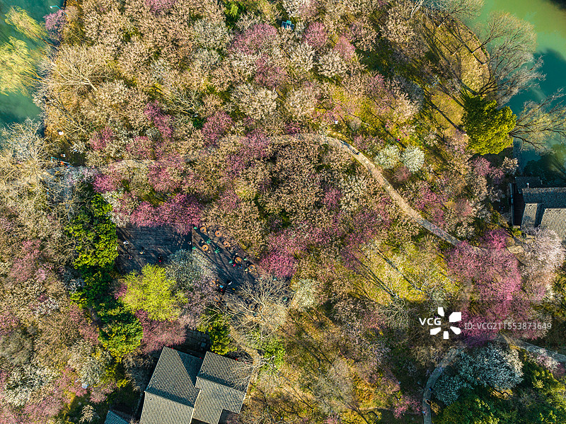 杭州西溪湿地曲水寻梅图片素材