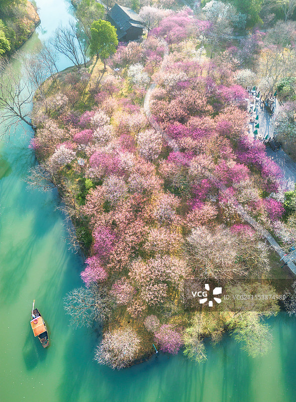 2025年3月清晨，杭州西溪湿地西溪梅墅航拍俯瞰，万株梅花如粉色烟霞铺陈，河道蜿蜒穿行花海图片素材