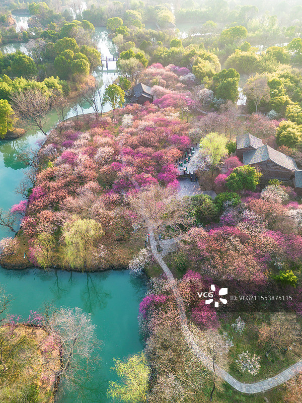 2025年3月清晨，杭州西溪湿地西溪梅墅航拍俯瞰，万株梅花如粉色烟霞铺陈，河道蜿蜒穿行花海图片素材