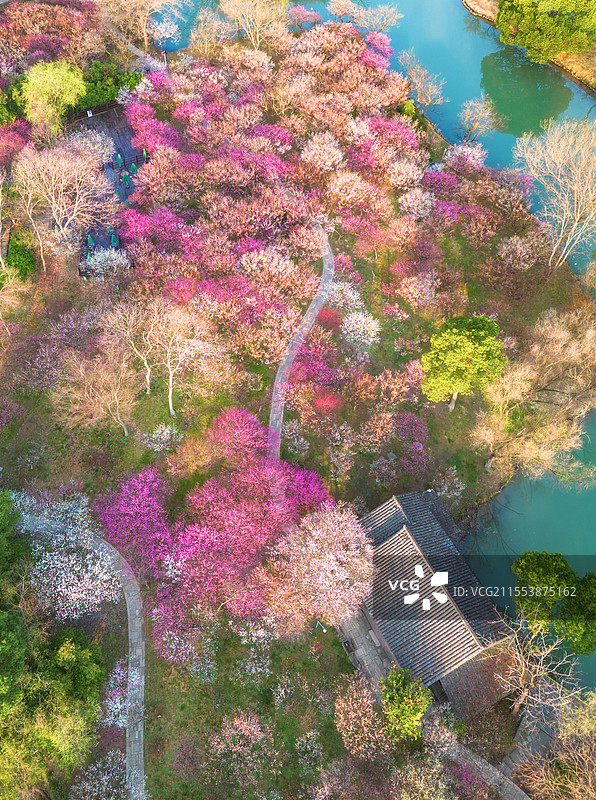 2025年3月清晨，杭州西溪湿地西溪梅墅航拍俯瞰，万株梅花如粉色烟霞铺陈，河道蜿蜒穿行花海图片素材