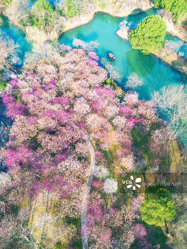 2025年3月清晨，杭州西溪湿地西溪梅墅航拍俯瞰，万株梅花如粉色烟霞铺陈，河道蜿蜒穿行花海图片素材