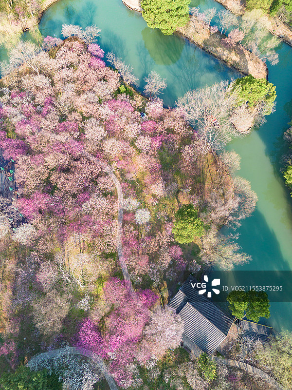 2025年3月清晨，杭州西溪湿地西溪梅墅航拍俯瞰，万株梅花如粉色烟霞铺陈，河道蜿蜒穿行花海图片素材